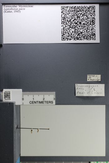 Media type: image;   Entomology 525595